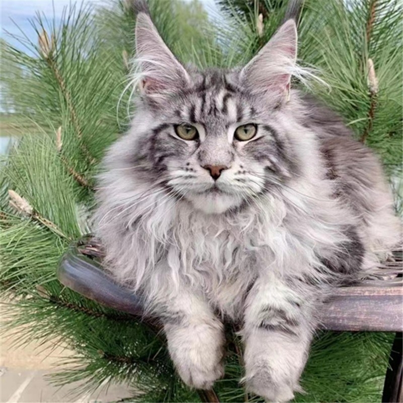 猫舍直销,批发价出售,缅因猫